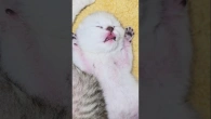 Sweet dreams baby kitten  #kittens #purr #babykitten