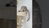 Song about cute and fluffy cats "You give me love" #cats