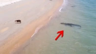 That Was Really Filmed on Camera! 1 IN A MILLION Animal Moments