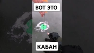 Кабан на жерлицу