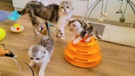 Один из дней самых милых котят️ Мои непоседы