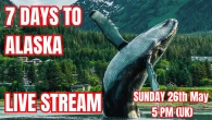 Suite Natured May Live Stream | 7 Days Until Alaska