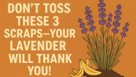 Don’t Toss These 3 Scraps—Your Lavender Will Thank You!