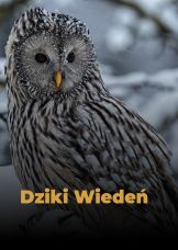 Dziki Wiedeń — plakat