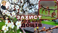 Захист абрикоса після цвітіння 2025. Дощі, туман чим як врятувати врожай кісточкових