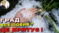 Після ГРАДУ та БУРЕВІЮ! Як відновити рослини після ушкоджень градом