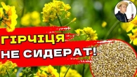 НІКОЛИ НЕ ПІЗНО підвищити врожайність: Гірчиця як сидерат - 5 секретів
