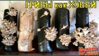 ГРИБЫ как ХОББИ! Советы по выращиванию,тонкости и хитрости.