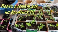Перевалка перца! Как подготовить грунт для рассады.