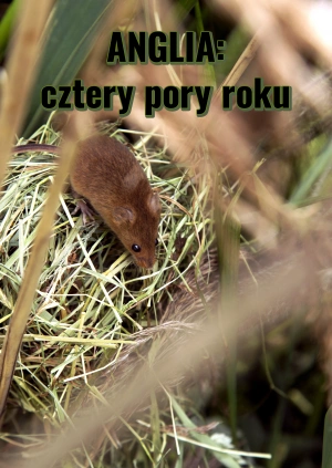 Anglia: cztery pory roku
