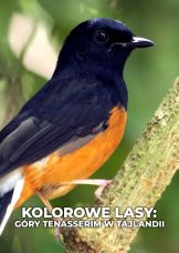 Kolorowe lasy: góry Tenasserim w Tajlandii — plakat