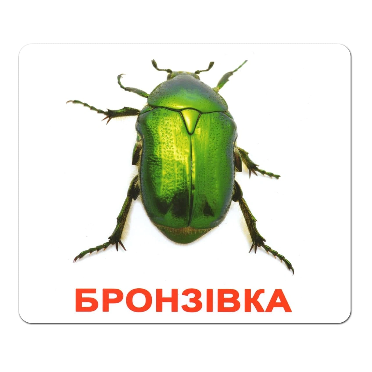 Ламіновані картки Домана «Комахи»