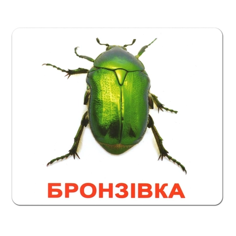 Ламіновані картки Домана «Комахи»