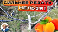 Простой Метод Обрезки Деревьев Для Начинающих Садоводов В Форму Чаши