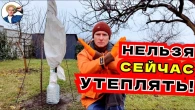 Спасаем Растения от Зимних Угроз: Мороза, Грызунов и Ожогов!