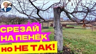 УКОРАЧИВАНИЕ НА ПЕНЕК Старых Деревьев: Метод Спасти Сад