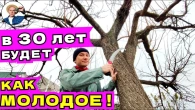 Как Превратить Старый Абрикос в Молодое Дерево: Ошибки, Которых Стоит Избегать