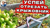 ОБЯЗАТЕЛЬНО ОБРЕЖЬТЕ ЭТИ ВЕТКИ У КРЫЖОВНИКА ОСЕНЬЮ. Простое Руководство Для Максимального Урожая