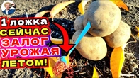 Как Одна Ложка Подкормки Осенью Удвоит Урожай Картофеля На Следующий Год