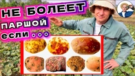 ПАРШИ КАРТОФЕЛЯ НЕ БУДЕТ ЕСЛИ С ОСЕНИ СДЕЛАТЬ ТАК..
