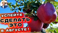 УСПЕЙ В АВГУСТЕ в саду: секреты ИНТЕНСИВНОЙ подкормки, камедетечение, парша