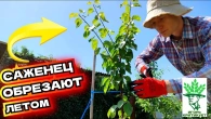 Обрезаем летом саженец! Пробуждаем почки! ШОК - результат за 4 года!