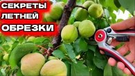 Летняя обрезка абрикоса пошаговое руководство для садоводов