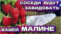 СДЕЛАЙ ПАРНИК ДЛЯ МАЛИНЫ и урожай будет раньше и больше чем у соседей