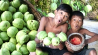 Primitive Wildlife: Picking Guava Fruits Eating Delicious in the rainforest!