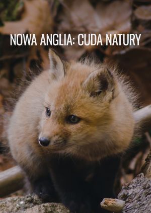 Nowa Anglia: cuda natury — plakat