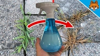 My Neighbors are AMAZED at how EASY it is for me to remove Weeds(Ingenious Trick)