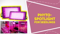 Phyto-spotlight for seedlings