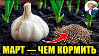 Подкормка Чеснока в Марте — Что Большинство Делает НЕПРАВИЛЬНО