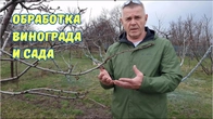 Чем обработать виноград и сад.