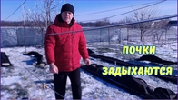 Обледенение почек, морозоустойчивость винограда.