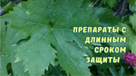 Надёжная защита во время цветения винограда.