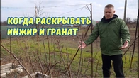 Раскрываем кусты инжира.