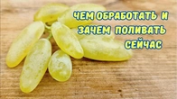 Искореняющая обработка виноградника, обязательный полив.