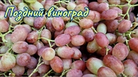 Октябрьский виноград.