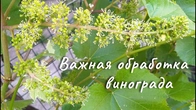 Комплексная бработка винограда перед цветением.