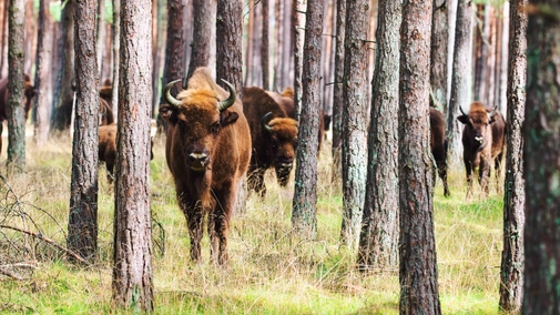 Poland's Wild East