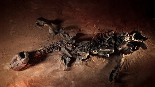 Episode 1. Our Ancient Ancestors