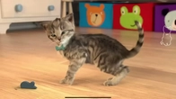 Little Kitten Preschool Adventure Educational Games Play Fun Cute Kitten Pet Care Learning Gameplay