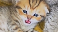 Mother cat and her beloved cute kittens. This video is a must watch