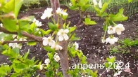 Цветение вишни обрезанной колонной.