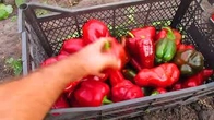 Последняя уборка перца. Скоро заморозки..