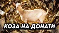 Коза-Дереза як покаране ЗЛО і як спосіб зібрати ДОНАТИ