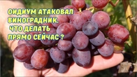 Оїдіум уражає виноград, що дозріває. ТЕРМІНОВО ОБРОБЛЯТИ!!!