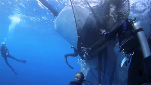 Sharks Gone Wild