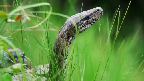 Мамба у меня в шкафу!